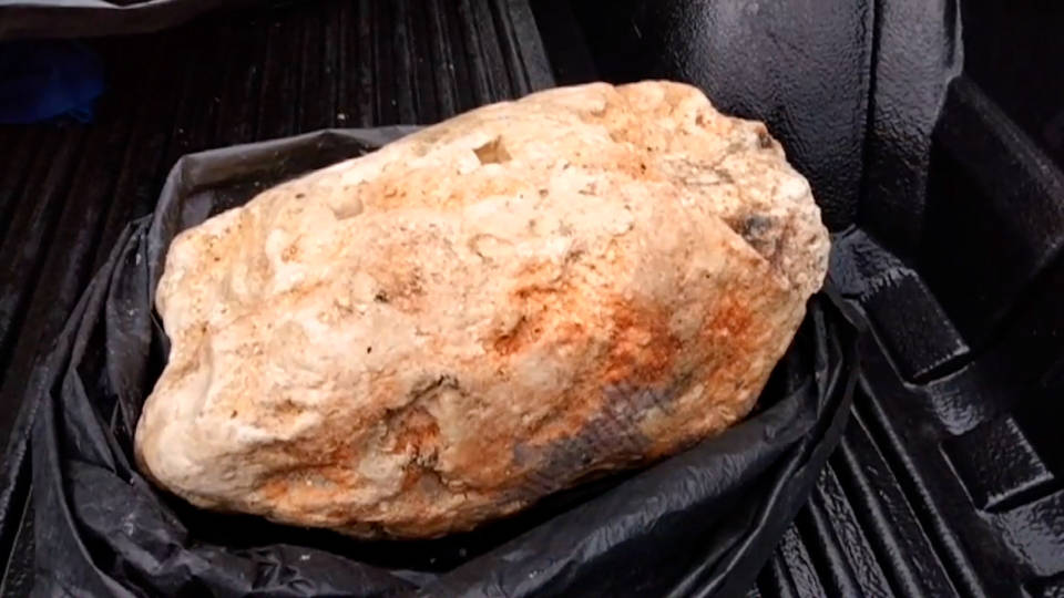 鲸鱼|150万美元的粪便：鲸鱼排泄量巨大，为何它的粪便价值却远超黄金