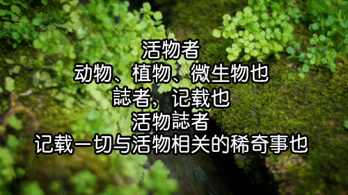 萤火虫|5厘米巨型萤火虫现身四川，晚上挂着30多个“小灯”出来蹓
