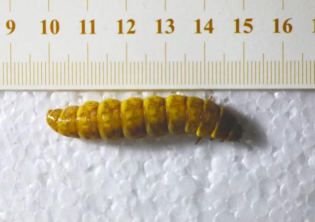 萤火虫|5厘米巨型萤火虫现身四川，晚上挂着30多个“小灯”出来蹓