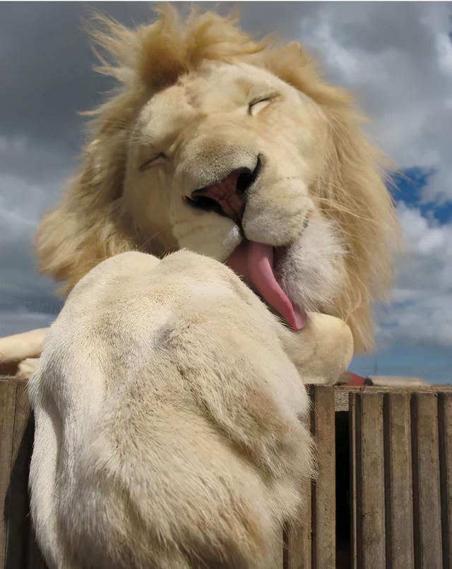 大叔报警说有狮子警察到场一看笑趴了