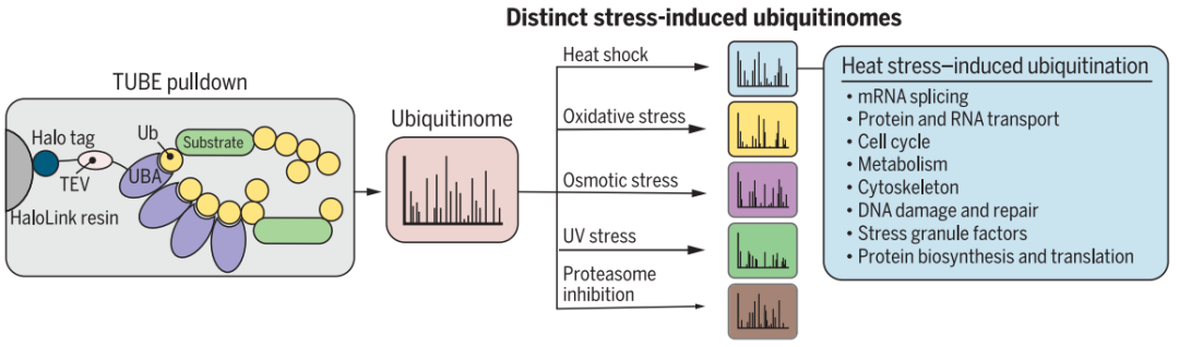 图1 TUBE方法的原理以及不同胁迫处理后对HEK293T细胞的泛素化组学变化的分析