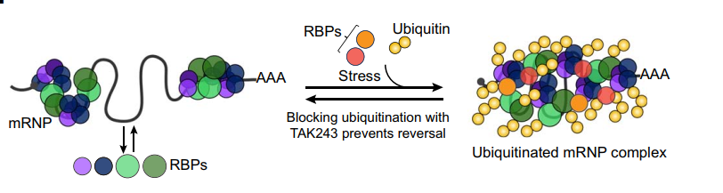 图2 热激处理后泛素化出现在mRNP复合体而非某个RNA结合蛋白之上