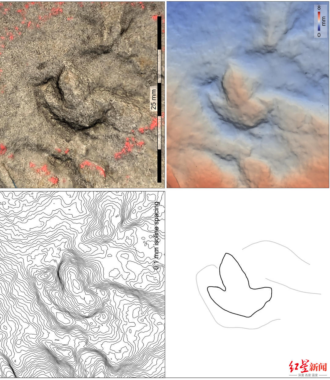 恐龙|四川自贡发现中国最小恐龙足迹：或为刚出生不久恐龙留下，身材约为麻雀大小