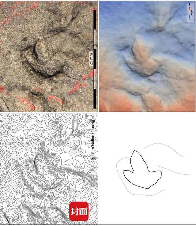 恐龙|四川自贡发现中国最小恐龙足迹，长10毫米比1角硬币还小