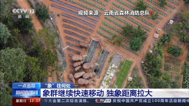中原|象群继续快速移动 独象与象群直线距离拉大