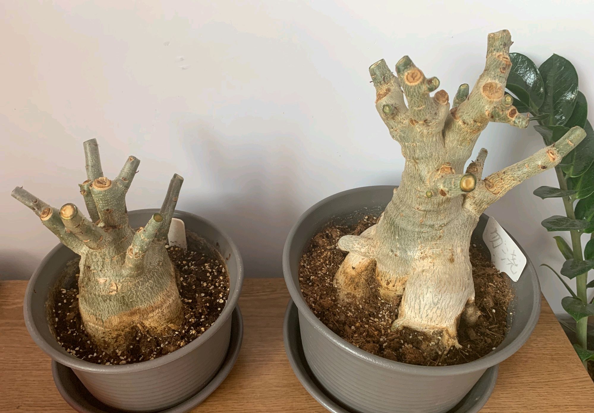 开完花的沙漠玫瑰盆栽直接砍成光头会影响沙漠玫瑰度夏吗