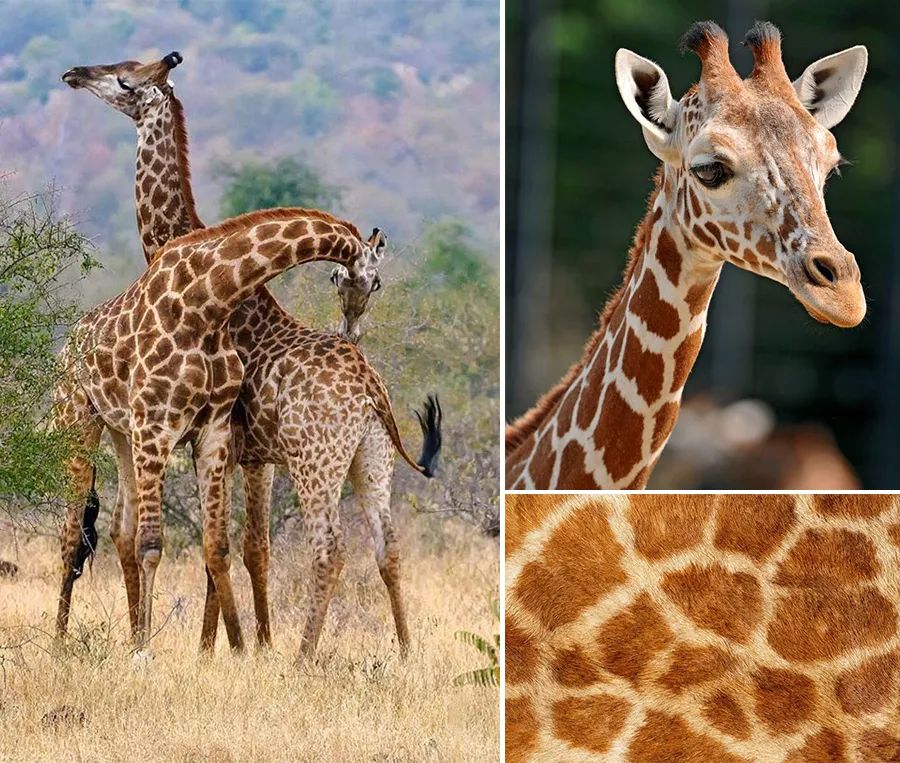 长颈鹿的花纹呈斑块状,小朋友们,如果长颈鹿穿上其他动物的花纹会不会