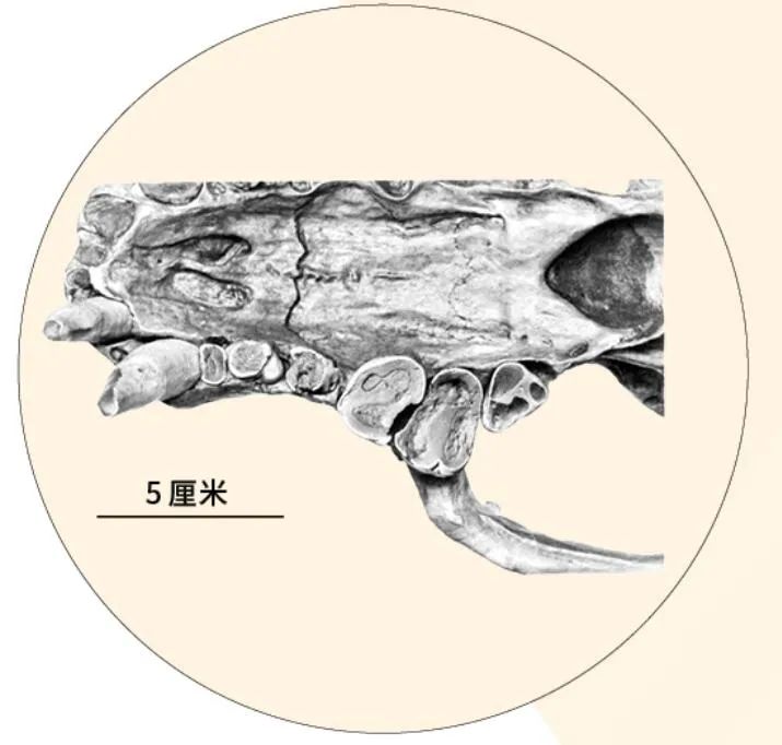 犬熊|藏文科普｜獭犬熊的摄食利器——“开瓶器”