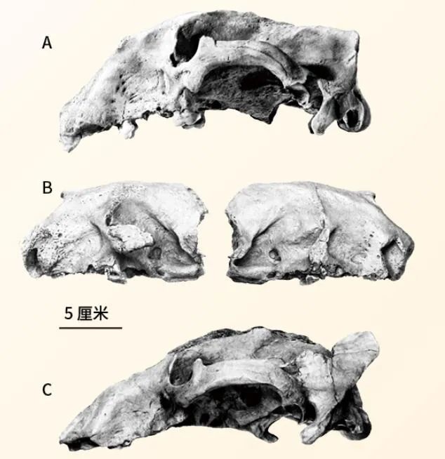 犬熊|藏文科普｜獭犬熊的摄食利器——“开瓶器”