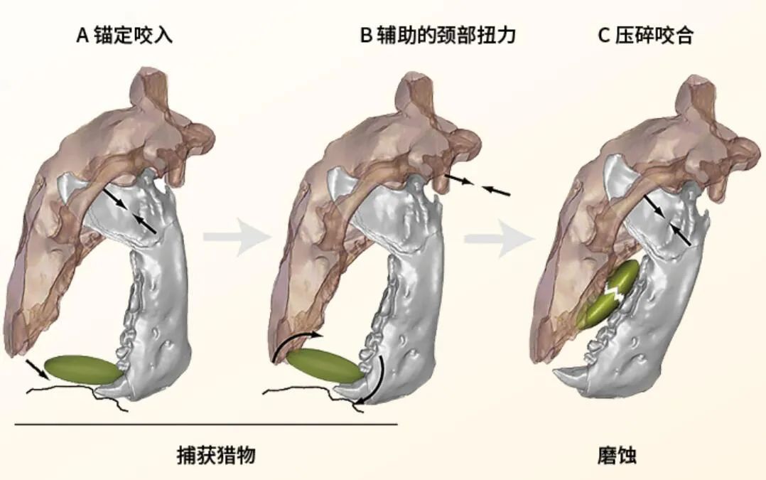 犬熊|藏文科普｜獭犬熊的摄食利器——“开瓶器”