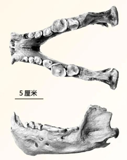 犬熊|藏文科普｜獭犬熊的摄食利器——“开瓶器”