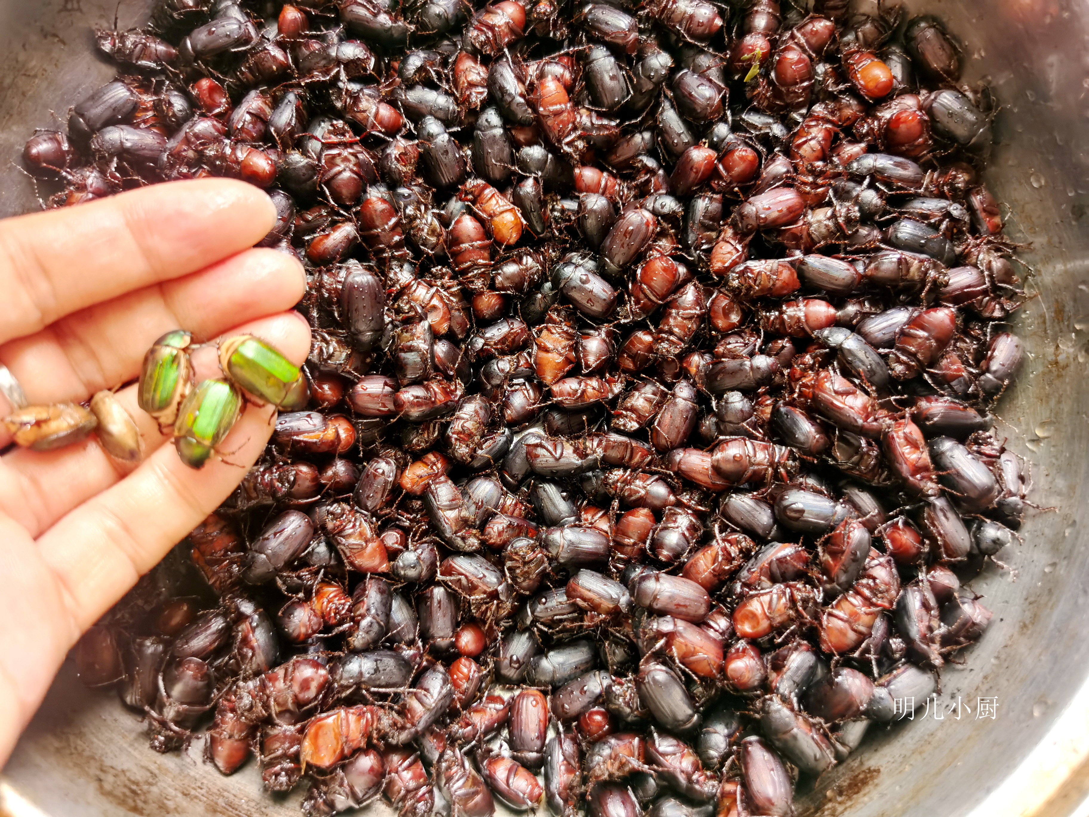 瞎撞子吃过吗一年只有这几天出现高蛋白低脂肪比知了猴香