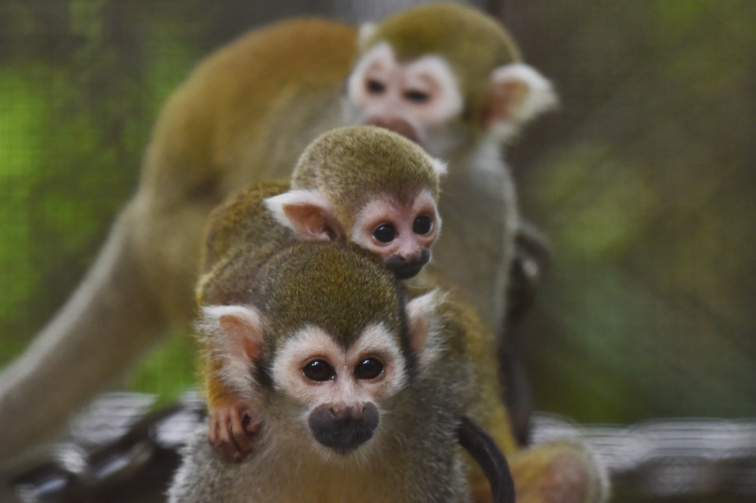 深圳野生动物园松鼠猴家族喜添两娃
