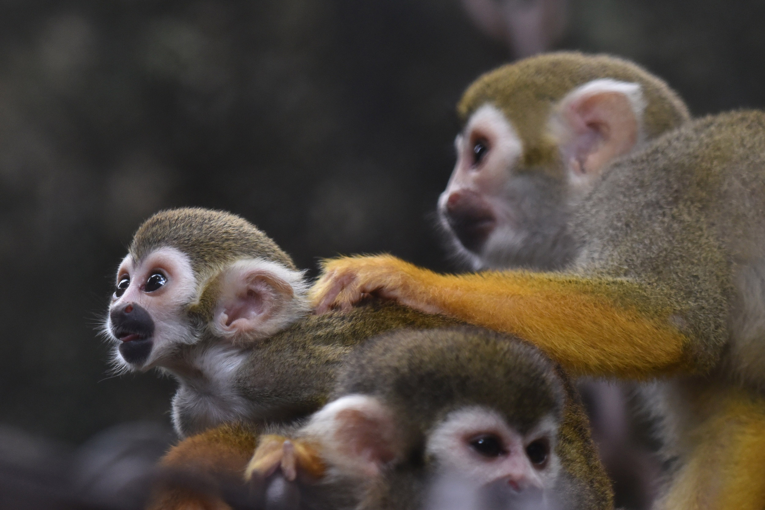 深圳野生动物园松鼠猴家族喜添两娃