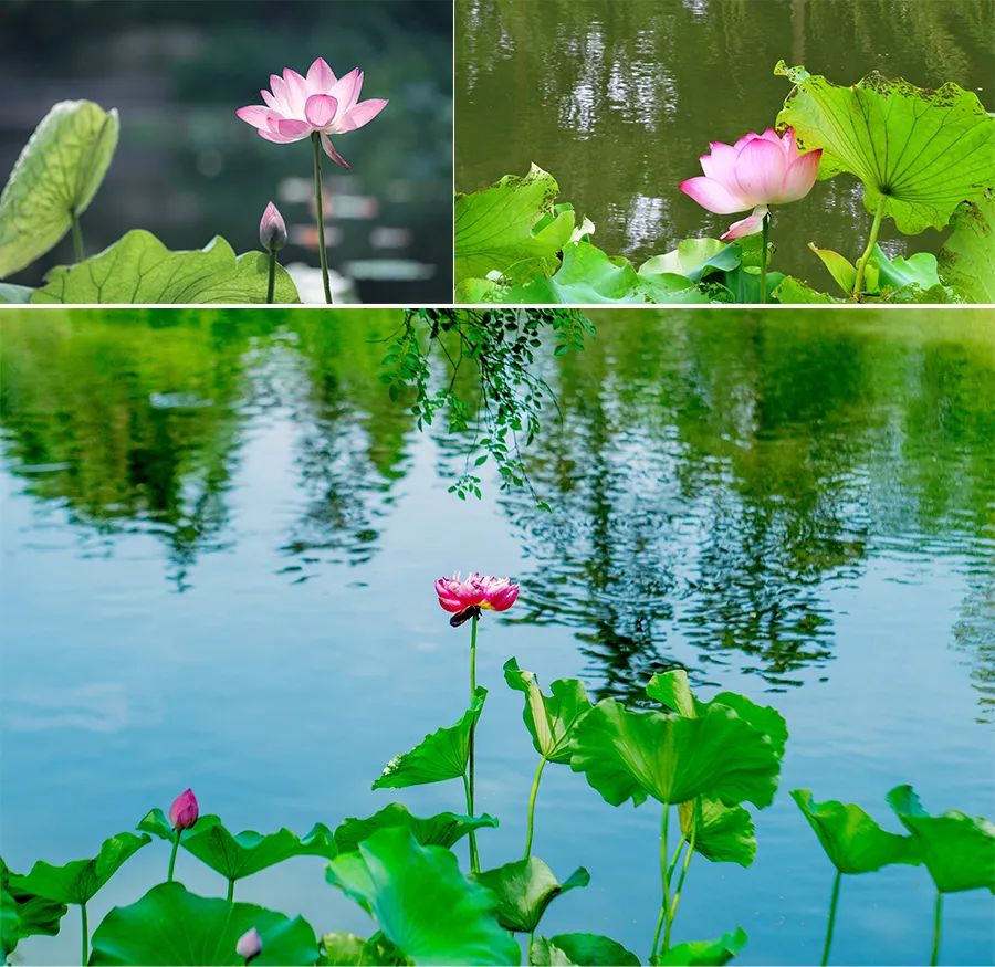 儿童画教程油画棒绘画课程热闹的夏日池塘