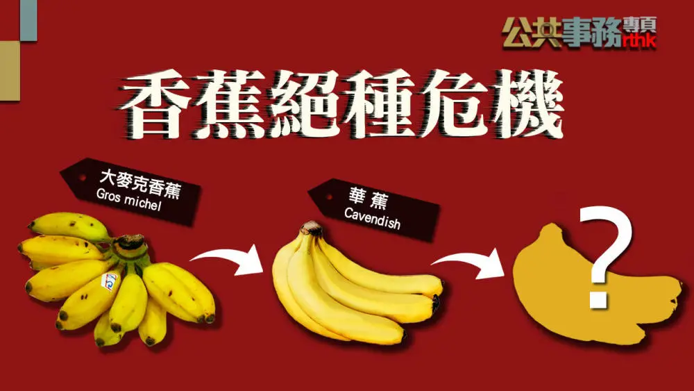大熊猫|濒危变易危，大熊猫降级啦！满大街的银杏，为何比大熊猫还濒危？