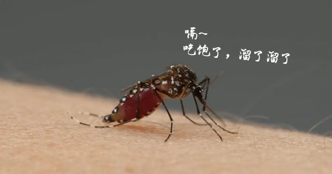 生活|夏天到了，如何才能成为蚊子最讨厌的人？