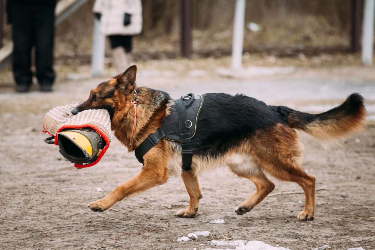 警犬|那些被淘汰的警犬，最后都去哪儿了