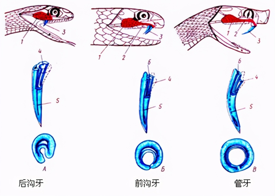 雄黄粉|蛇的软肋是什么？真的不是雄黄粉，两场实验告诉你答案