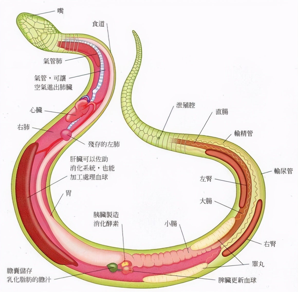 雄黄粉|蛇的软肋是什么？真的不是雄黄粉，两场实验告诉你答案