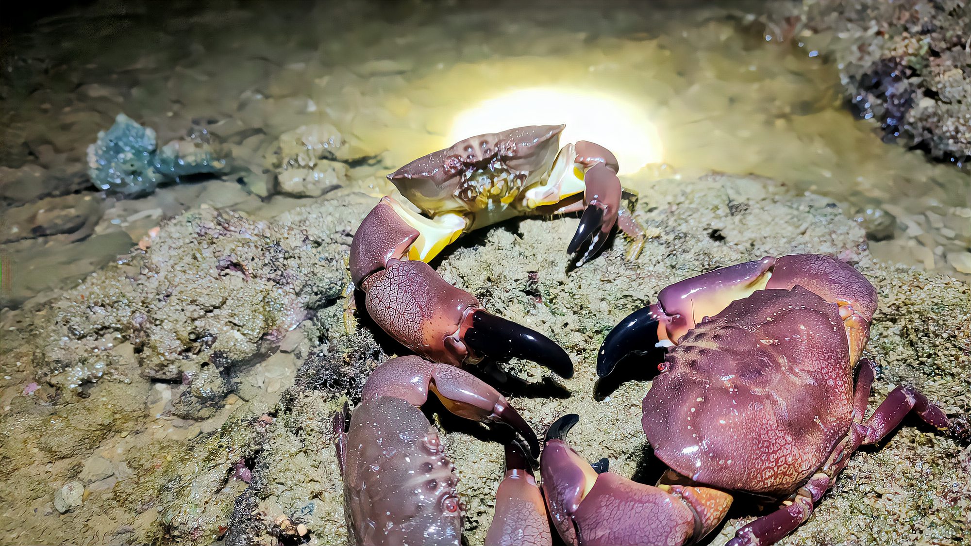 晚上小林去海边抓螃蟹螃蟹个子又大又肥拿回家又要大吃一顿了