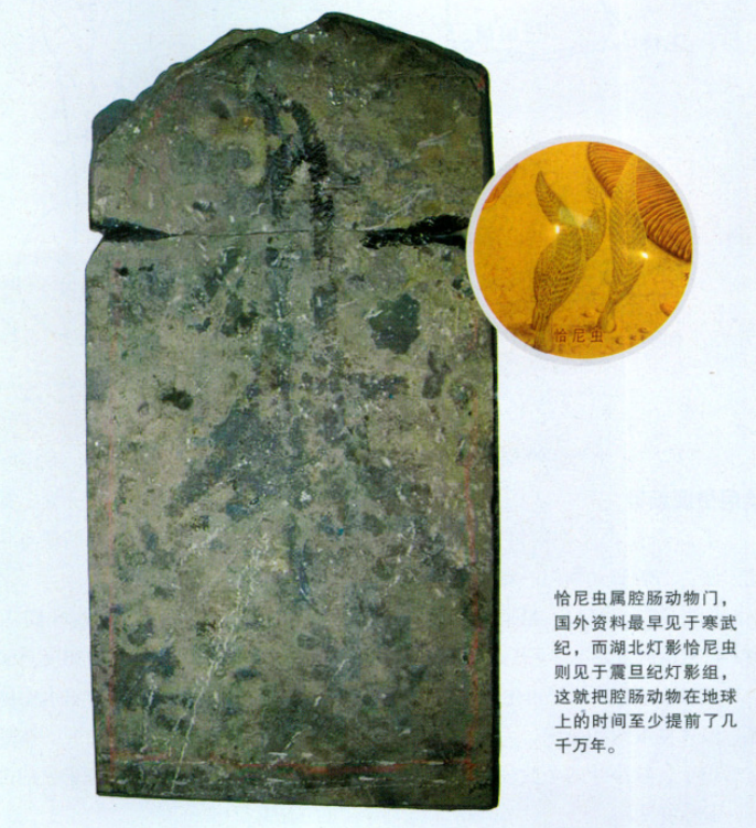 化石|是谁，翻开青藏高原地层天书的扉页？