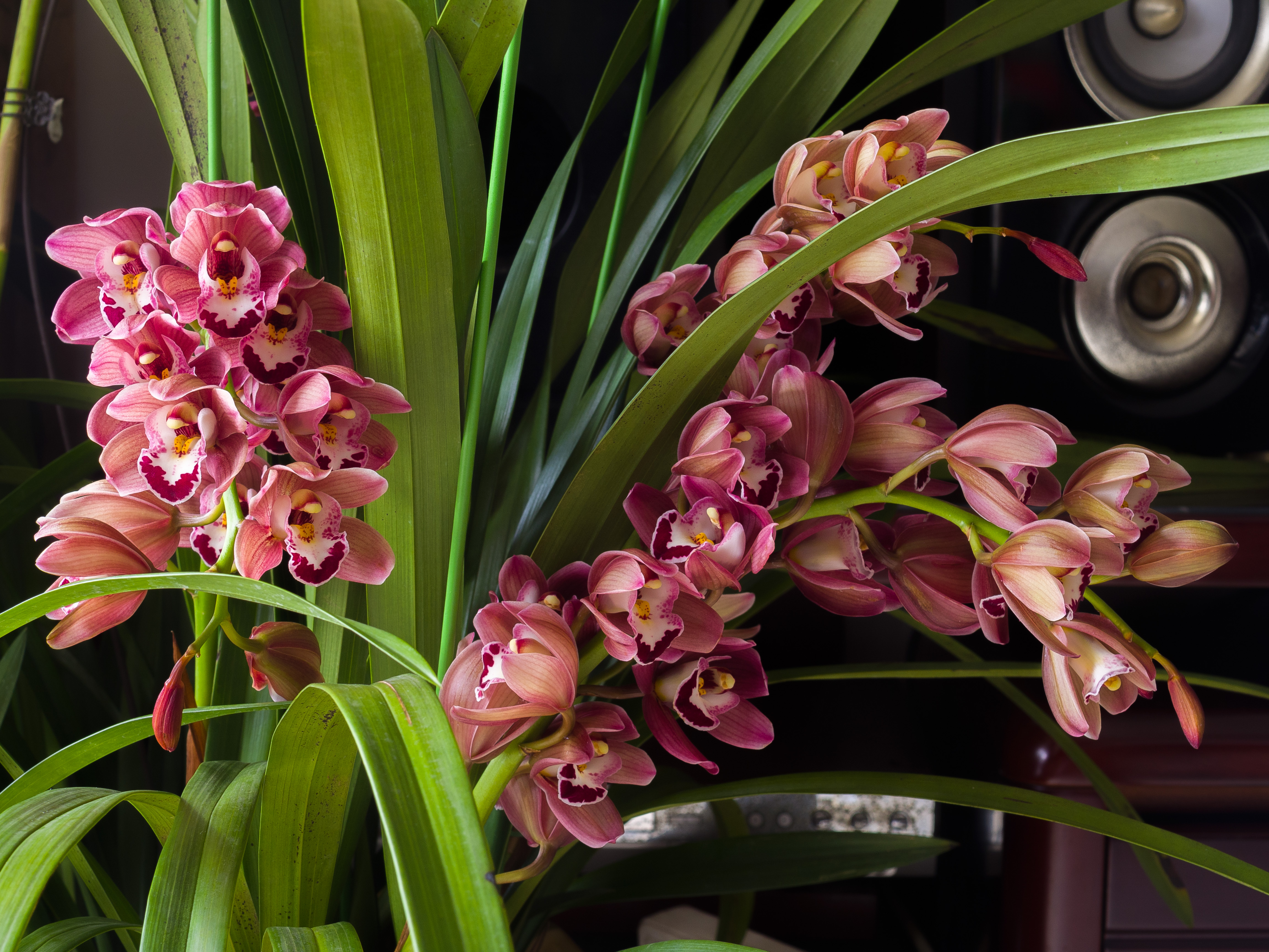 养好蕙兰四要素缺一不可特别记住最后一点买家没有卖家精