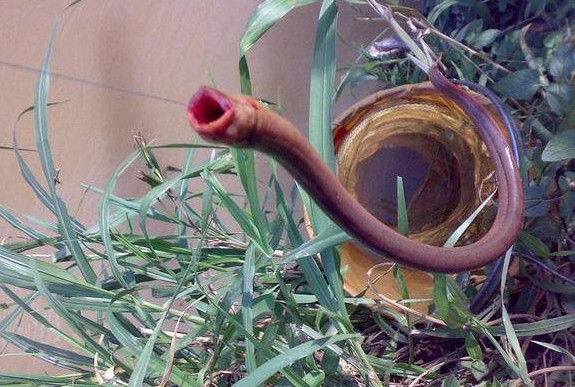 鳝鱼真咬人吗为什么说九月的鳝鱼惹不起