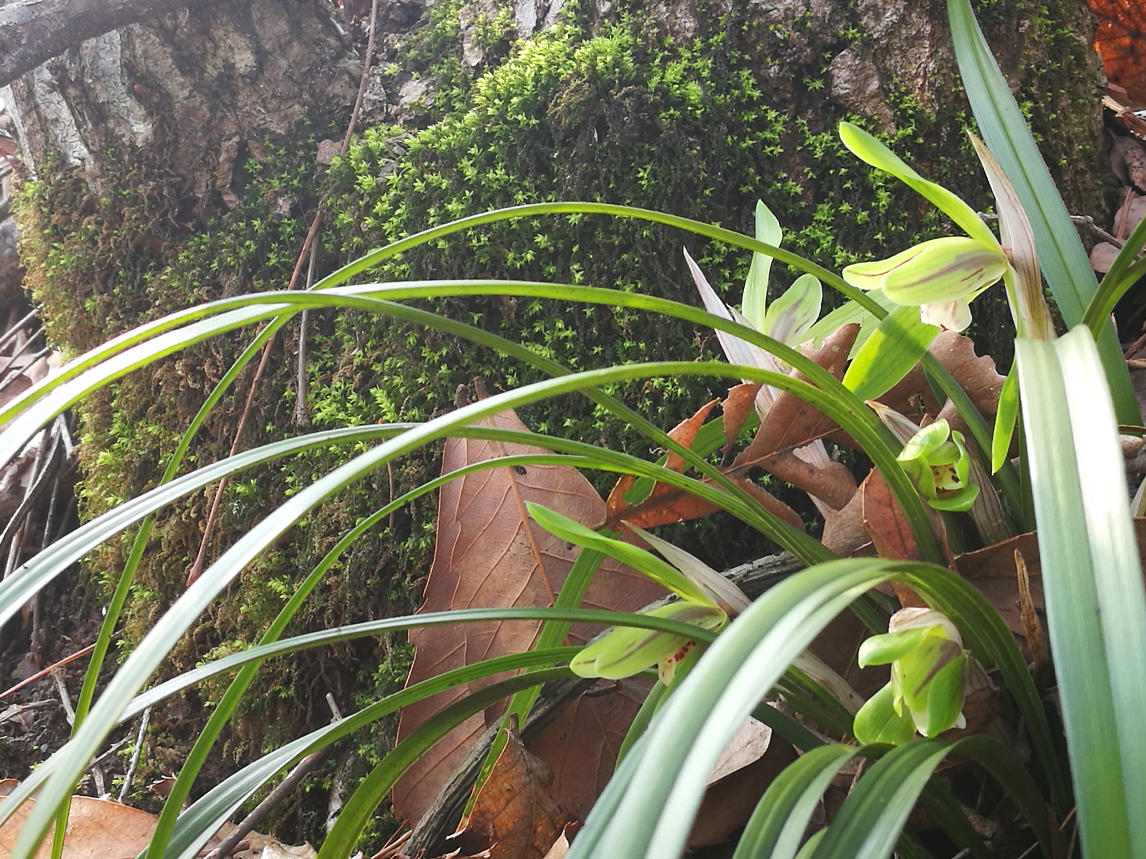 这样的兰花无论怎么施肥都不开花磷酸二氢钾也无效果