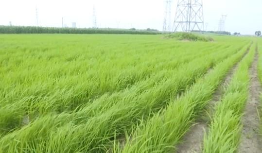 前郭县平凤乡繁育旱稻新品实现新突破