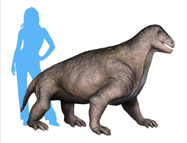 1911年,美国自然历史博物馆的古生物学家罗伯特·布鲁姆(robert broom