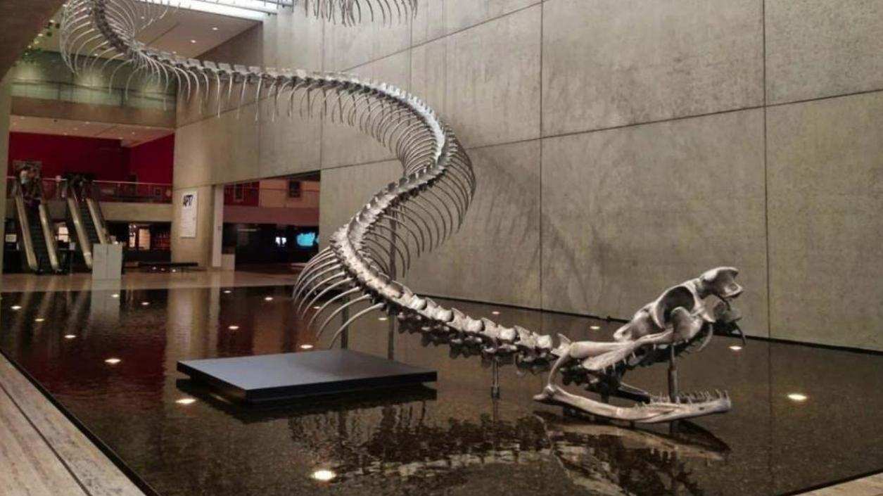 泰坦蟒|5600万年前，重达1吨的大蛇成食物链的顶端，形成原因或再次出现