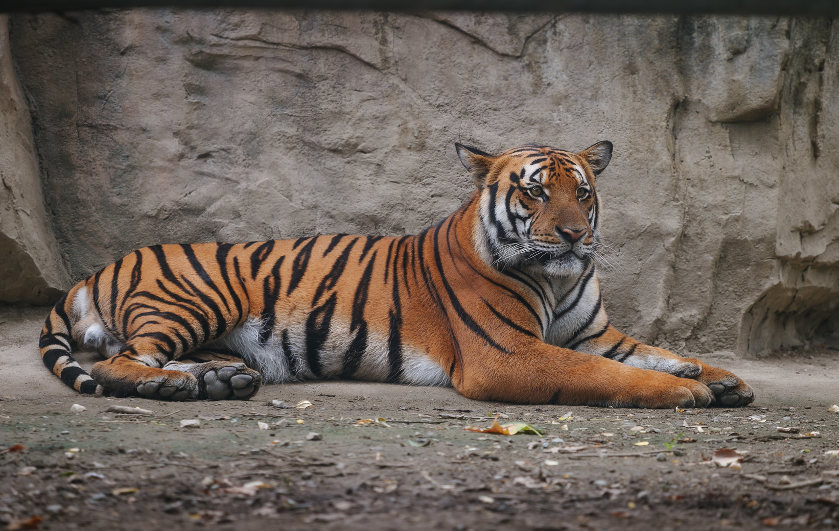 全球老虎日特别企划武松打得老虎已经灭绝啦