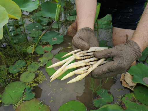 荷花种植|荷叶为什么不沾水？超高分辨率显微镜下，才知出淤泥而不染的原因