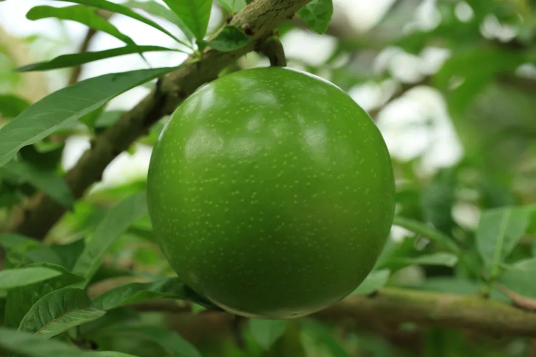 植物|这铁西瓜的瓜皮是铁做的吗？