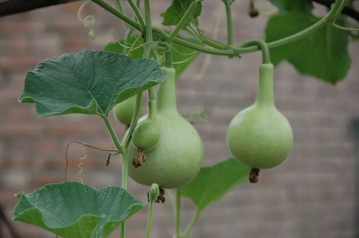 植物|这铁西瓜的瓜皮是铁做的吗？