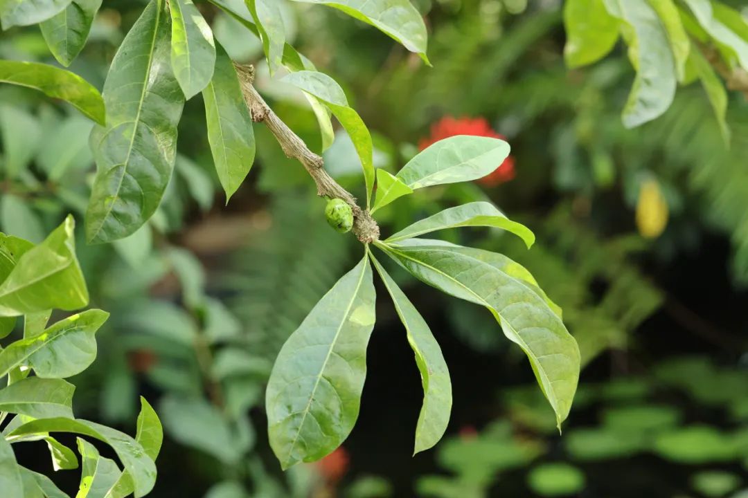 植物|这铁西瓜的瓜皮是铁做的吗？