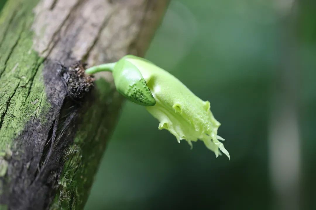 植物|这铁西瓜的瓜皮是铁做的吗？