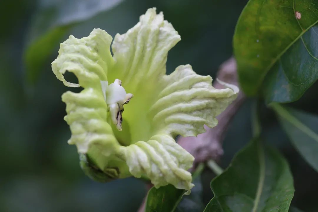植物|这铁西瓜的瓜皮是铁做的吗？