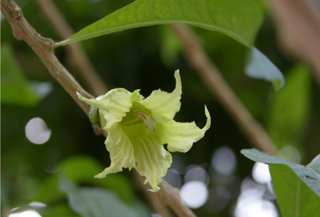 植物|这铁西瓜的瓜皮是铁做的吗？