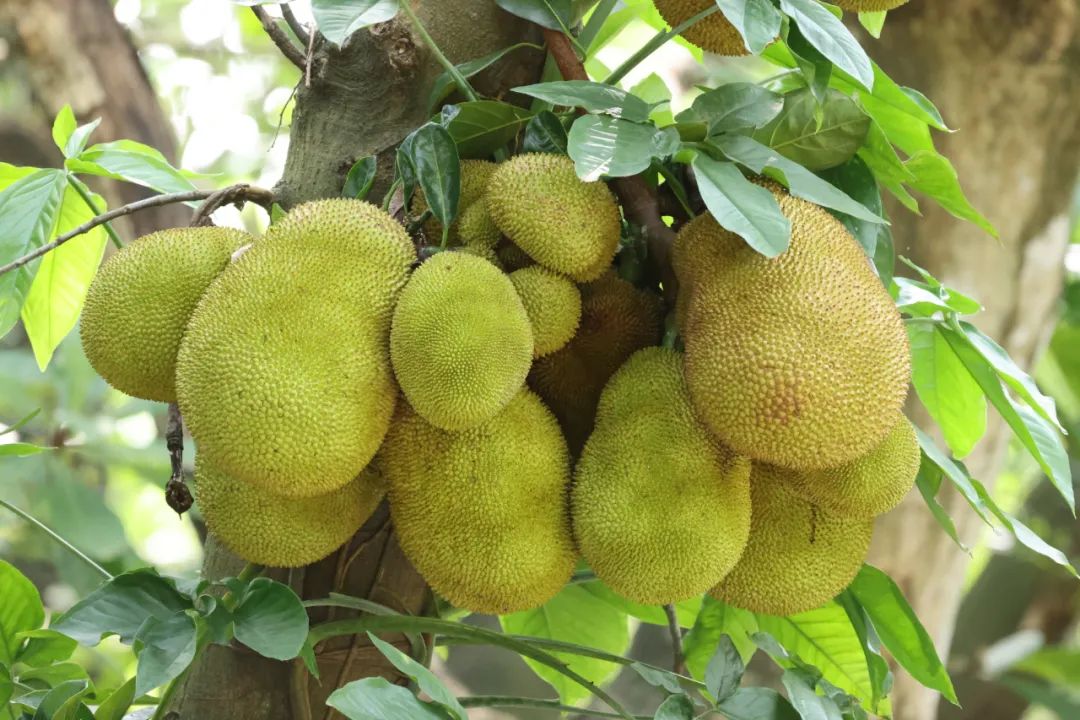 植物|这铁西瓜的瓜皮是铁做的吗？