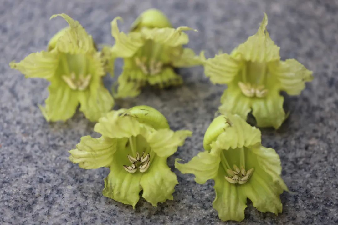 植物|这铁西瓜的瓜皮是铁做的吗？
