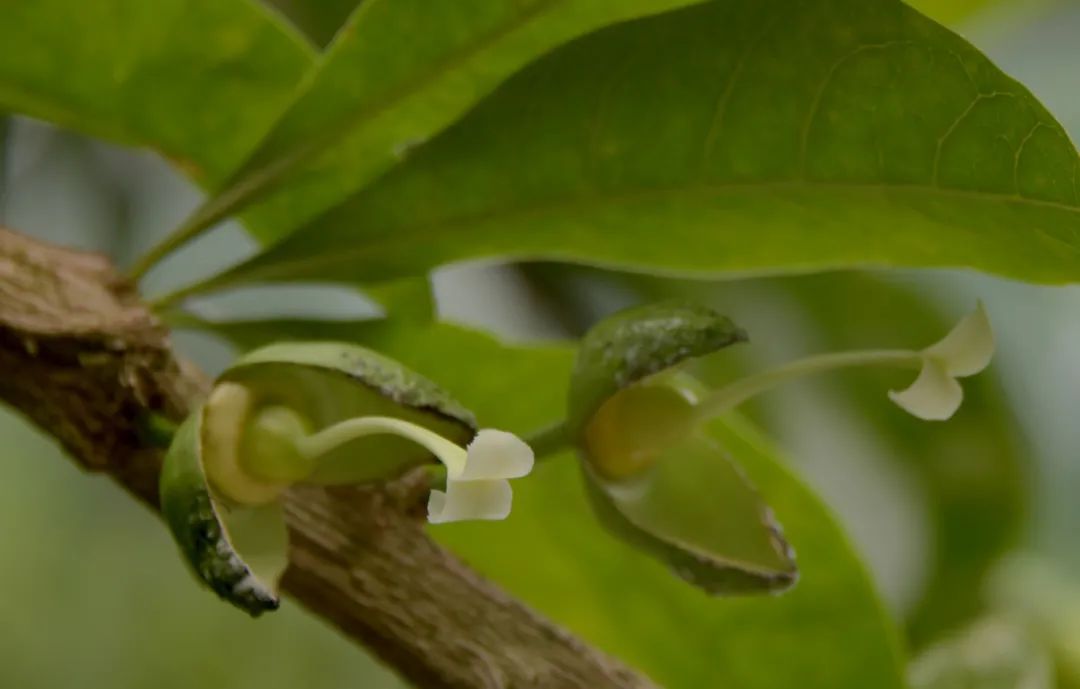 植物|这铁西瓜的瓜皮是铁做的吗？