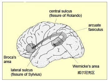 失语症|自己打自己脸：从大脑整体论到大脑分工论