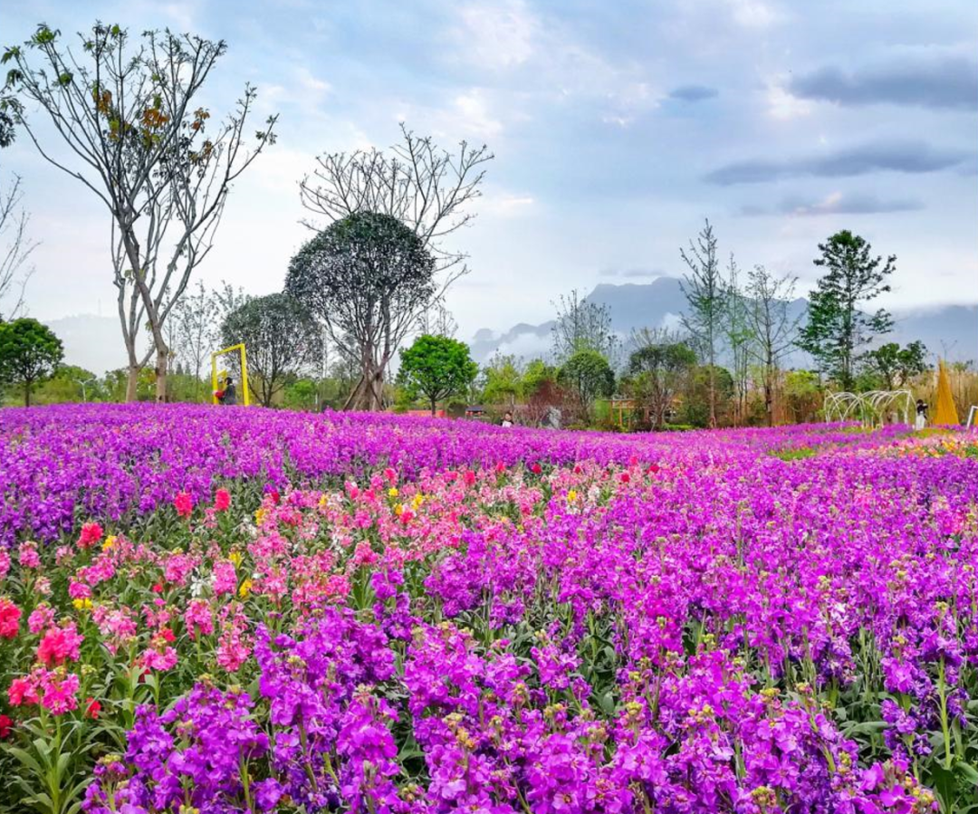 旅博动态l10评选已开启乐山赏花胜地哪家强