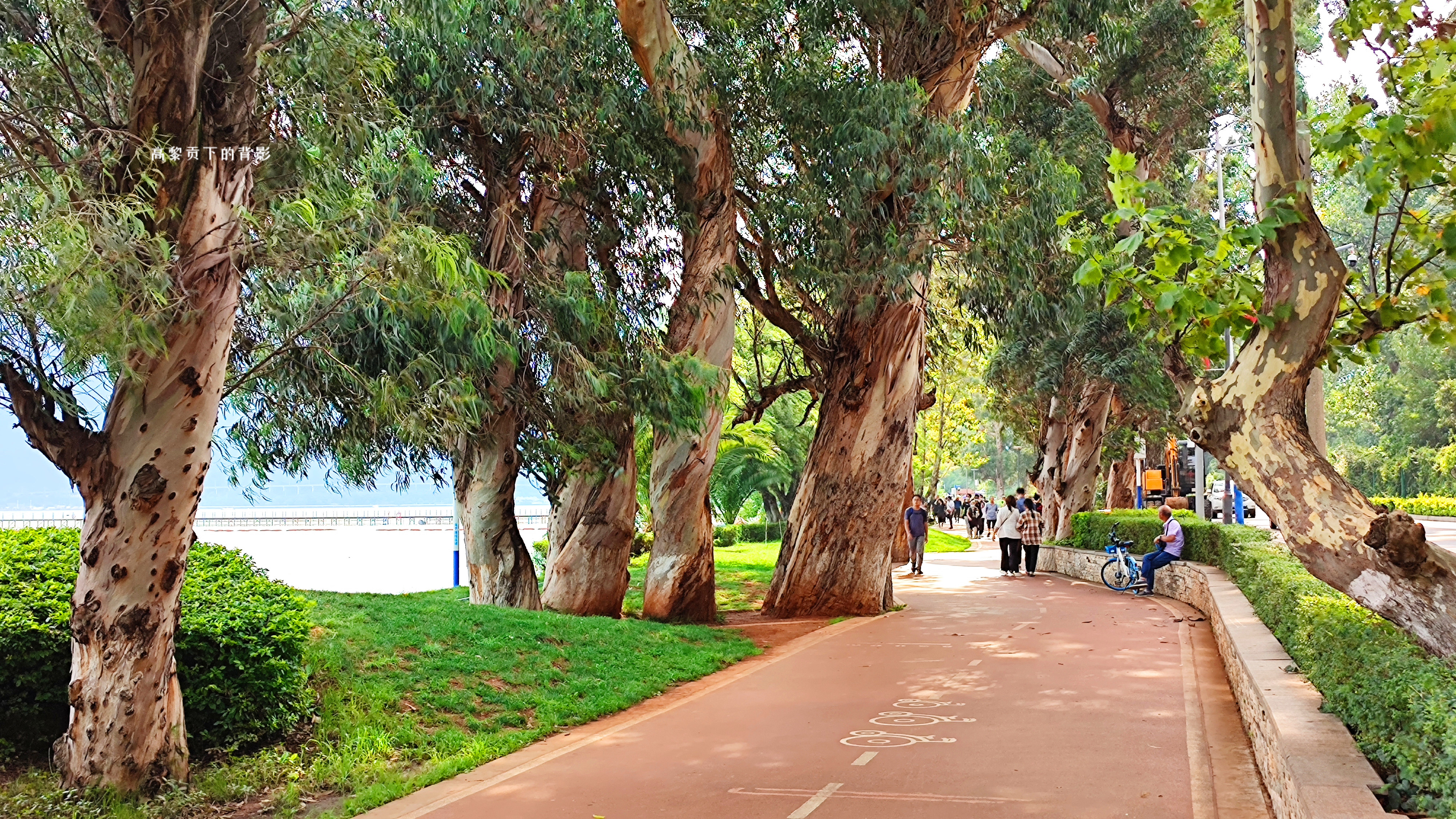 云南昆明滇池海埂公园湖边的树古朴高大沧桑而不失生机