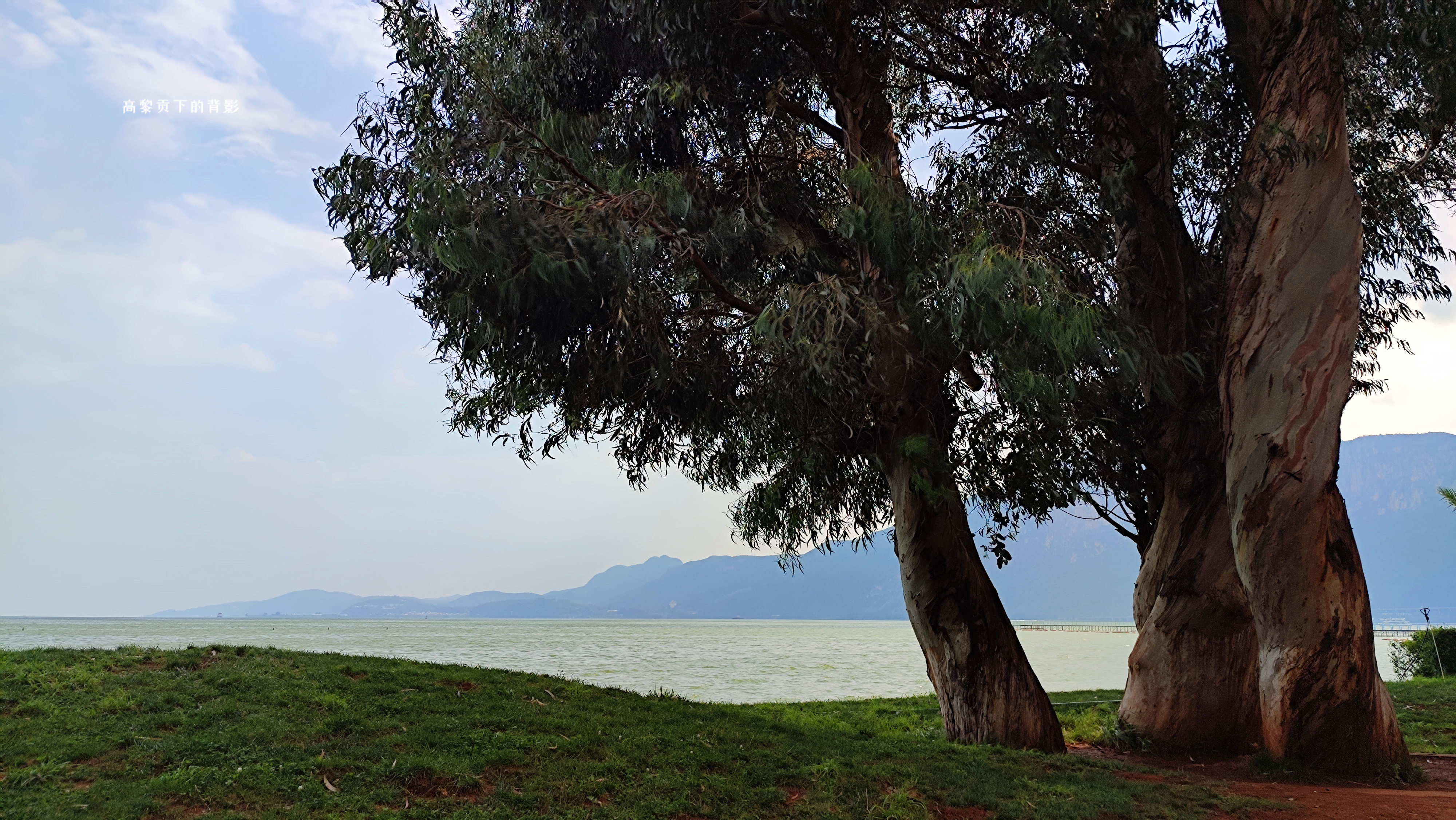 云南昆明滇池海埂公园湖边的树古朴高大沧桑而不失生机