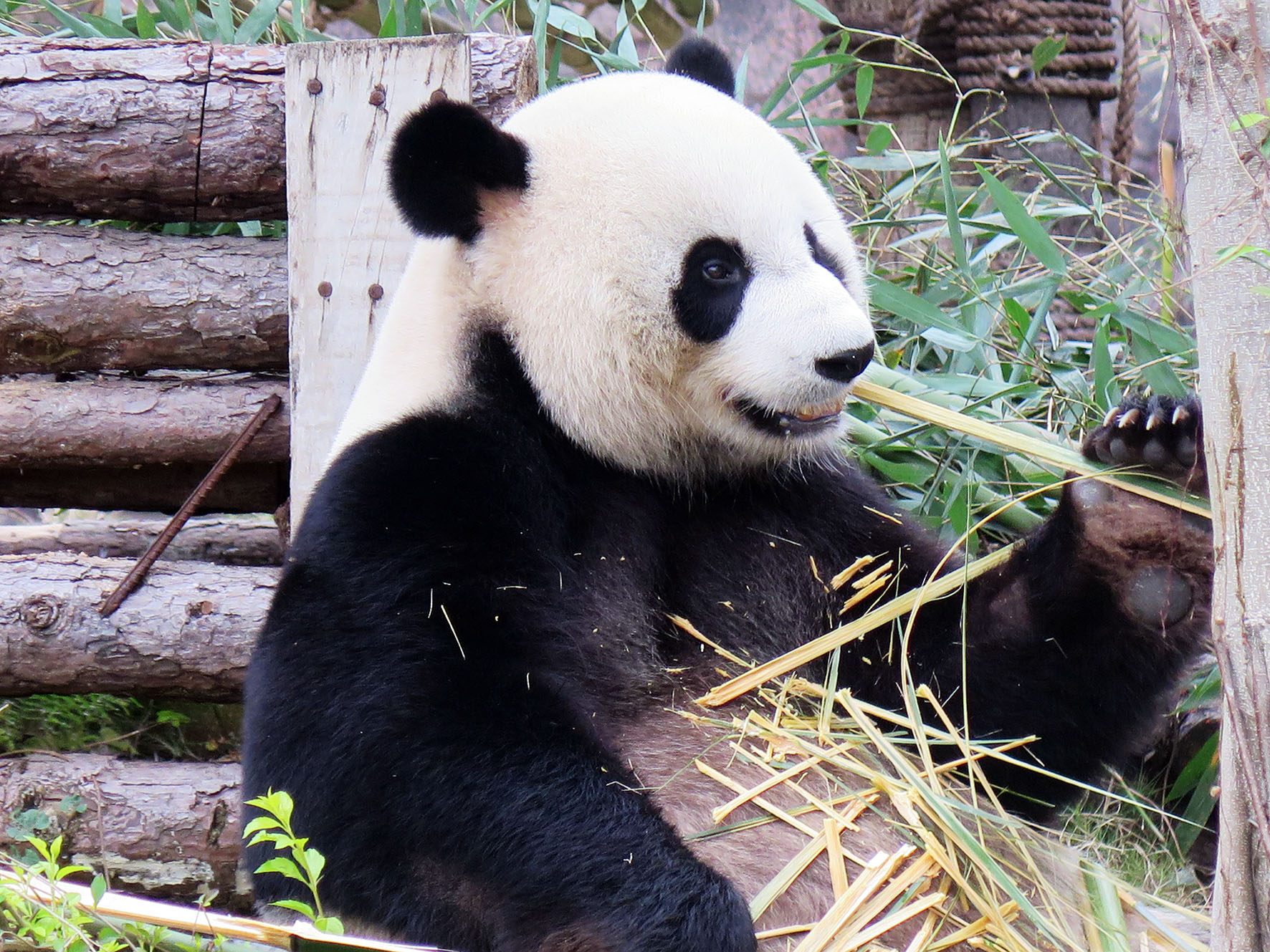 熊猫动物园图片图片