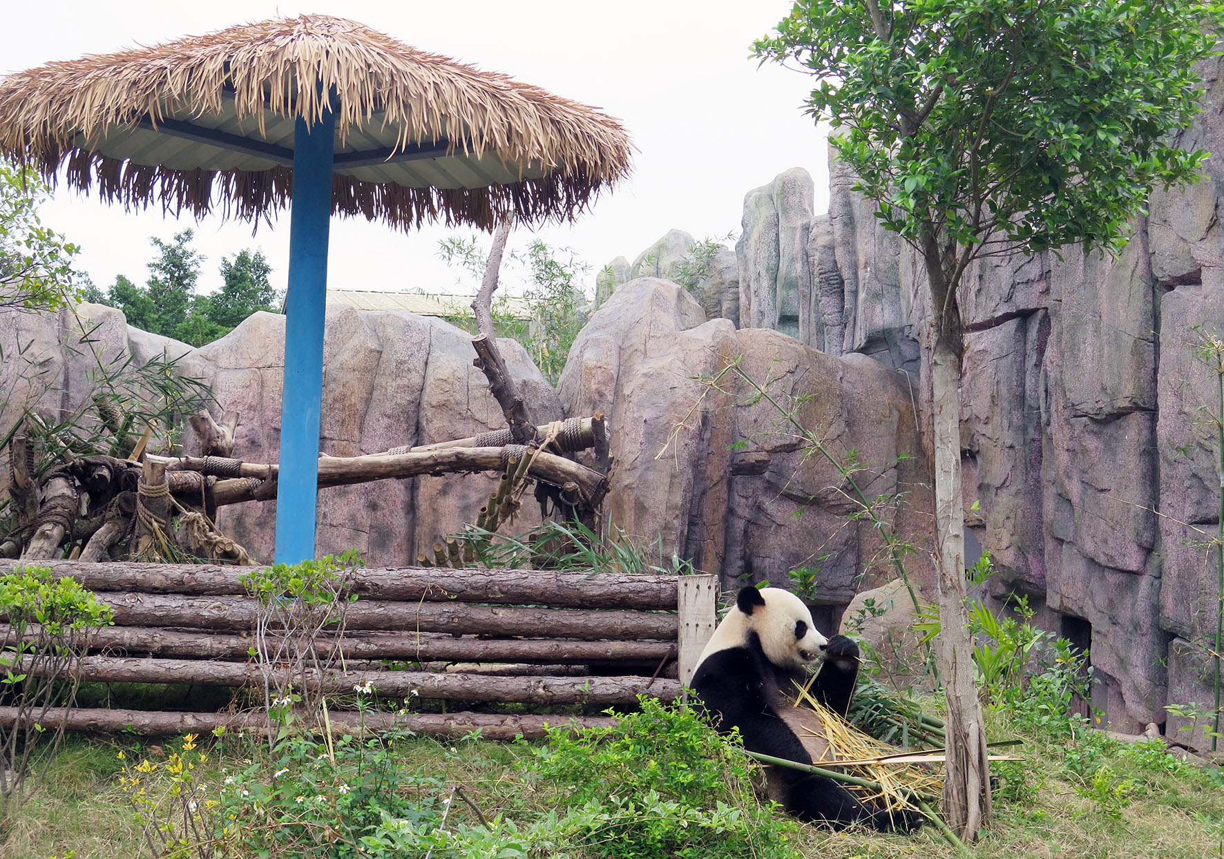 东莞香市动物园大熊猫邀你同庆生