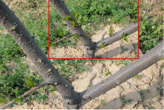 桃树夏季修剪技术要点